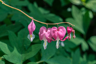 Close-up of pink flowering plant leaves