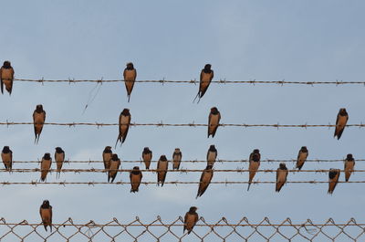 Flock of birds against clear sky