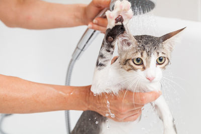 Cropped hands of veterinarian washing cat