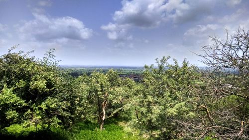 Plants growing on land against sky