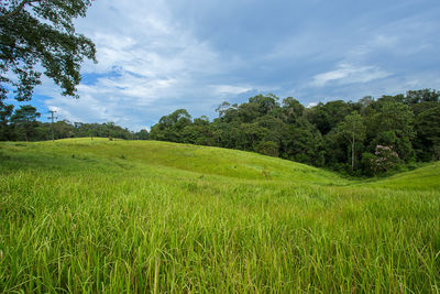 Scenic view of grassy field against sky