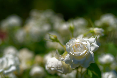 Close-up of white rose