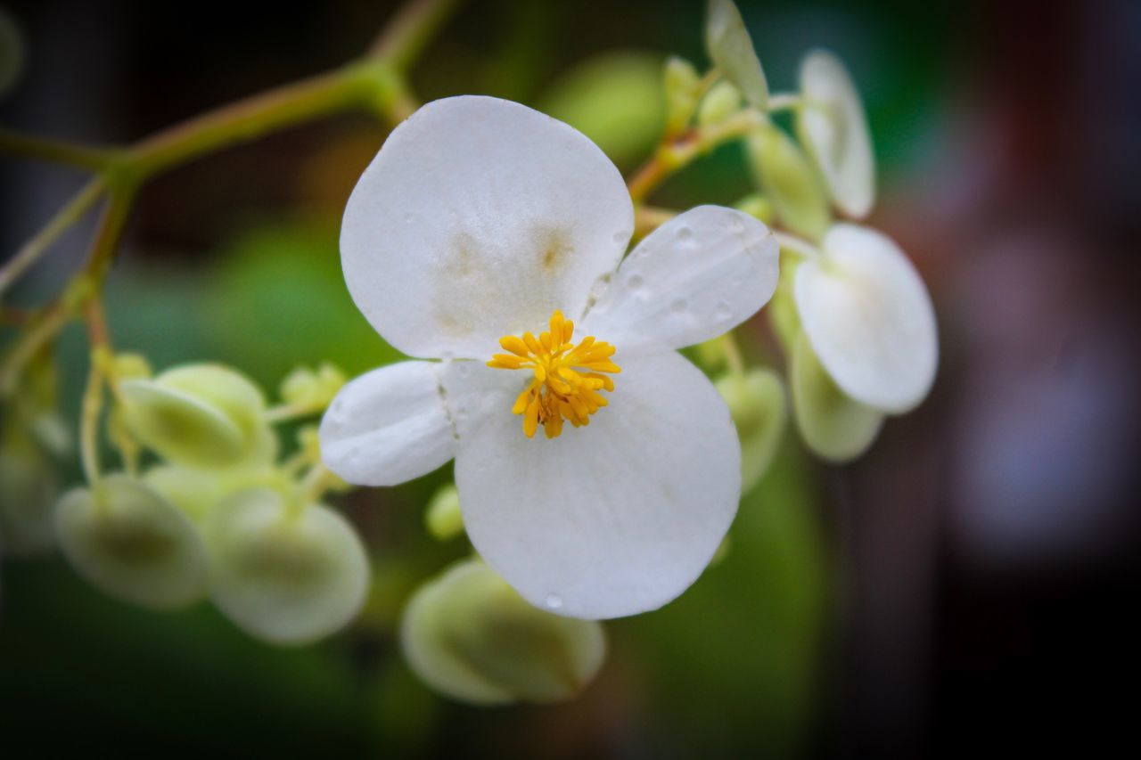 Birmingham Botanical Gardens