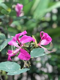 Close-up of pink flowers blooming outdoors