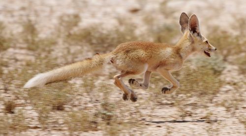 Fox jumping on field