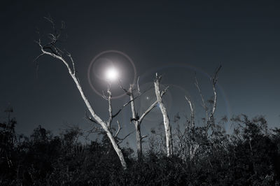 Bare tree against sky at night