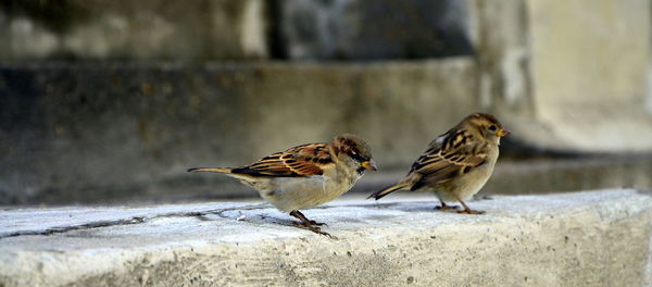 Panoramic shot of sparrows on retaining wall