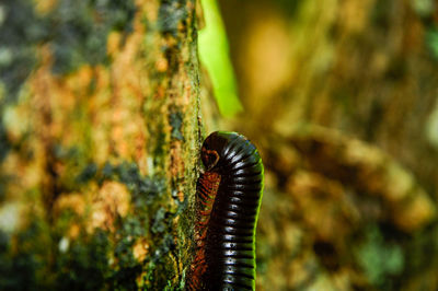 The seychelles giant millipede on a tree branch 