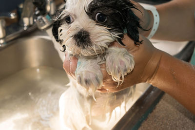 Cropped image of hands giving bath to dog