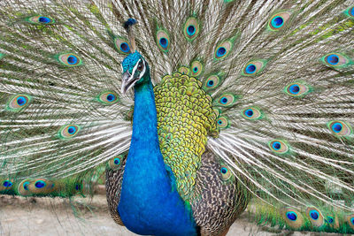 Close-up of peacock