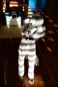 Portrait of gray poodle at home