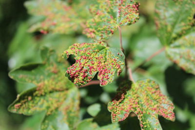 Close-up of berries on leaves