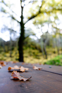 Close-up of autumn leaf on tree against sky