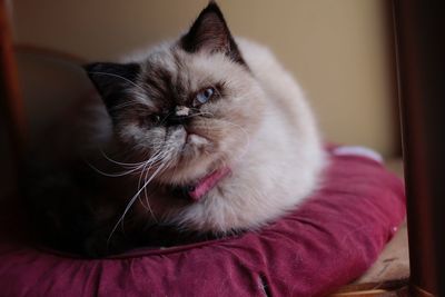 Close-up portrait of cat sitting at home