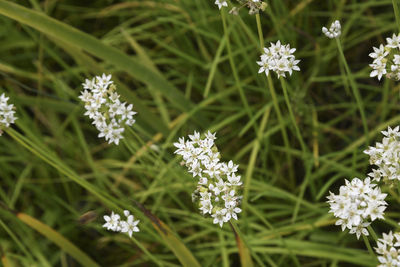 Close-up of white flowering plants on field