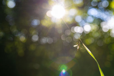 Close-up of plant against bright sun