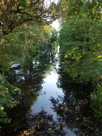 Scenic view of lake amidst trees in forest