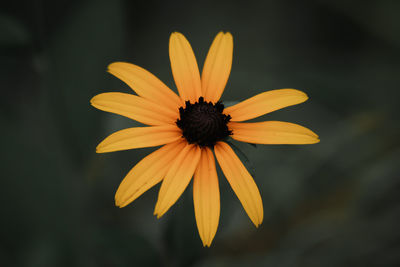 Close-up of yellow daisy flower