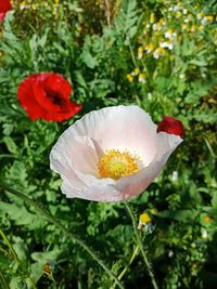 Close-up of red poppy flower