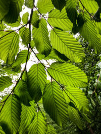 Low angle view of leaves
