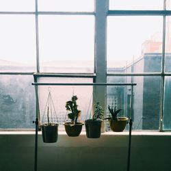 Potted plants on window sill