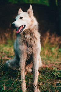 Dog looking away on field