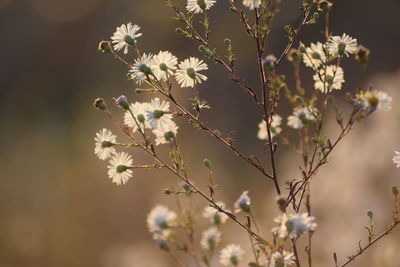 Close-up of white flowering plant