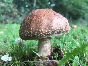 Close-up of mushroom on field