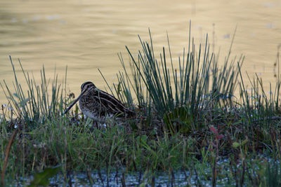 Bird on grass by lake