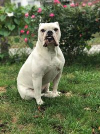 Portrait of bulldog sitting on grassy field in yard