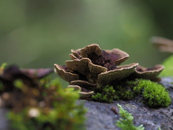 Close-up of dried plant growing on moss