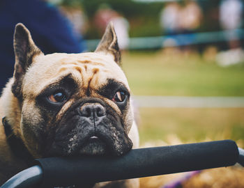 Close-up portrait of a dog