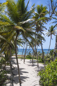 Palm trees on beach against sky