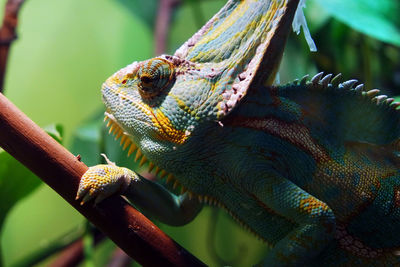 Close-up of lizard on tree