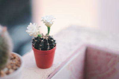 Close-up of potted plant on table