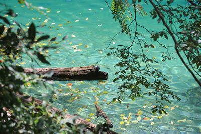 Close-up of plants in lake