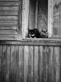 Portrait of cat sitting on wooden door