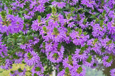 Close-up of purple flowers blooming outdoors