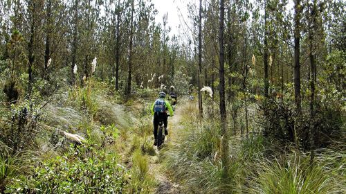 Rear view of man walking in forest