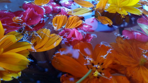 Close-up of yellow flowering plants