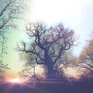 Sun shining through trees