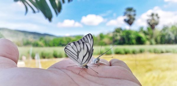 Butterfly on hand