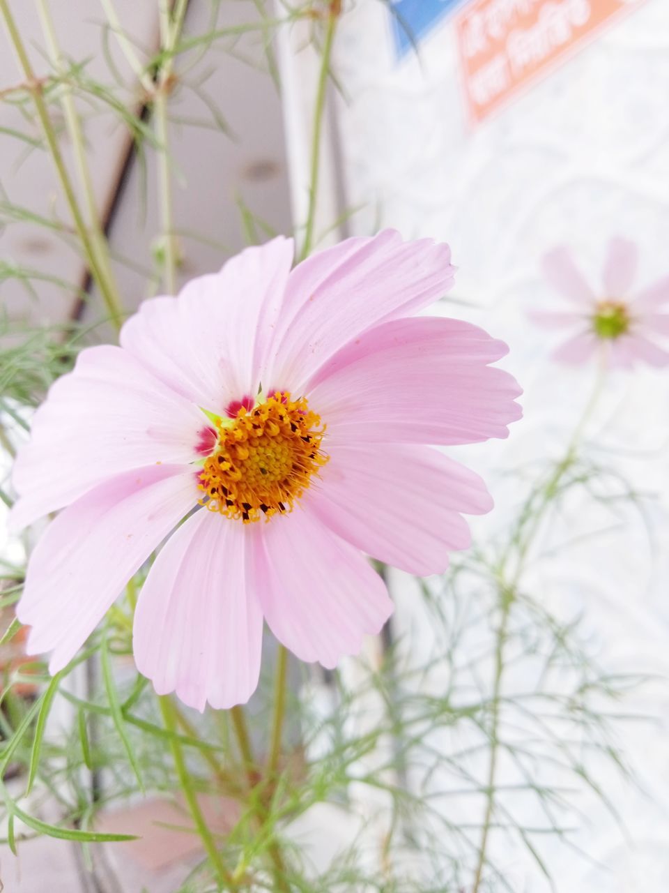 flower, flowering plant, plant, freshness, garden cosmos, beauty in nature, flower head, close-up, pink, fragility, nature, petal, cosmos, inflorescence, growth, no people, pollen, focus on foreground, outdoors, cosmos flower, blossom, selective focus, day, springtime