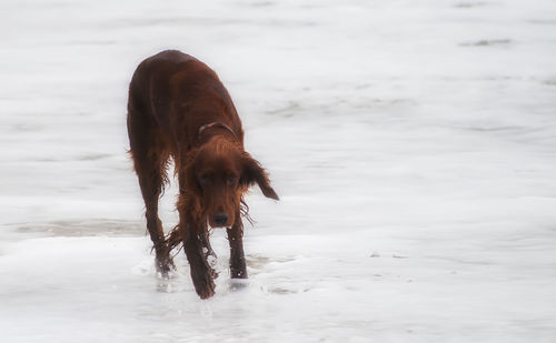 Dog on sea shore against sky