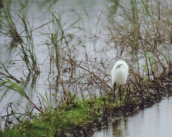 Bird by lake