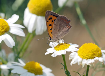 Close-up of butterfly pollinating on yellow flower