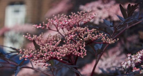 Close-up of pink cherry blossoms in spring