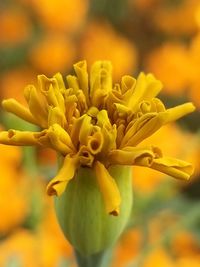 Close-up of yellow flowering plant