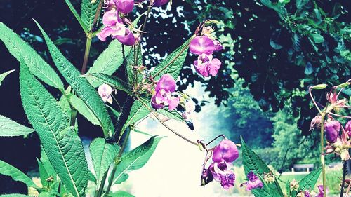 Close-up of pink flowers