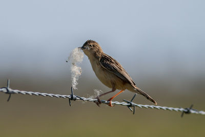 Bird perching on barbed wire